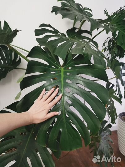 Монстера крупнолистная гигант