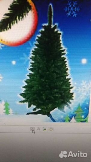 Ель Карпатская