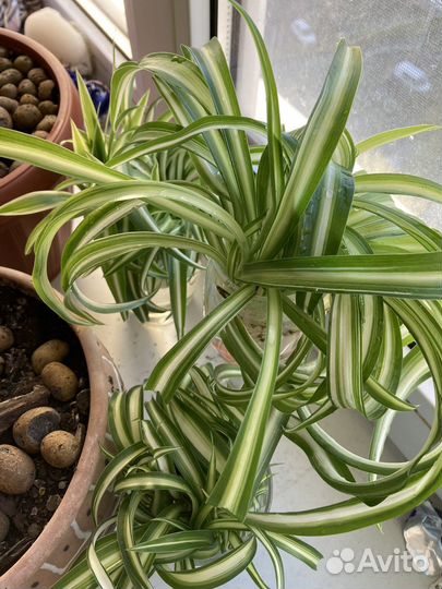 Хлорофитум бонни (кудрявый), хохлатый