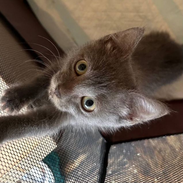 Котёнок в добрые руки