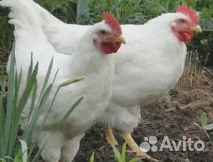 Куры несушки