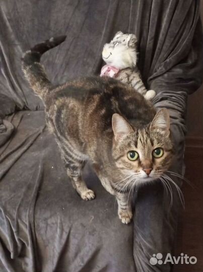 Кошка Бася с зелёными глазами