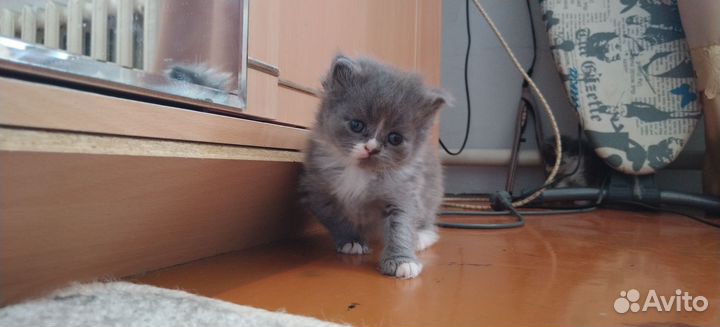 Котятки мурчалки в добрые руки