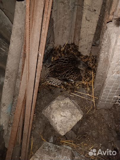 Дикие утята