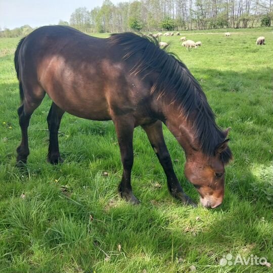 Лошадь кобыла жеребенок