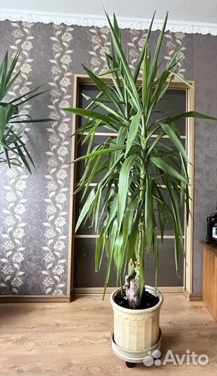Пальма драцена