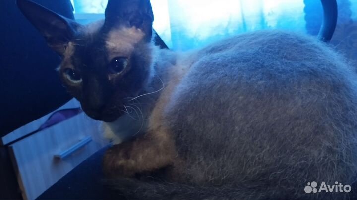 Отдам кота породы Сфинкс Браш