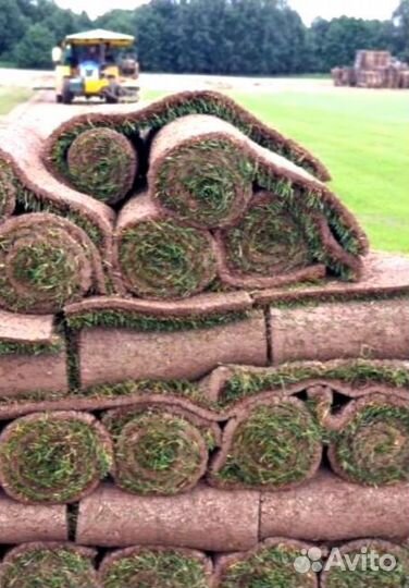 Рулонный газон