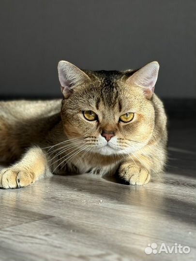 Шотландец для вязки