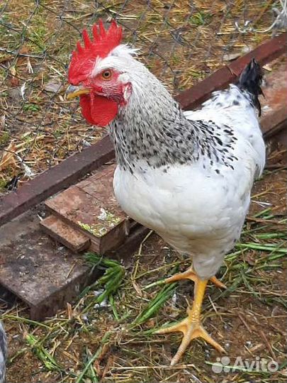 Продам петушков