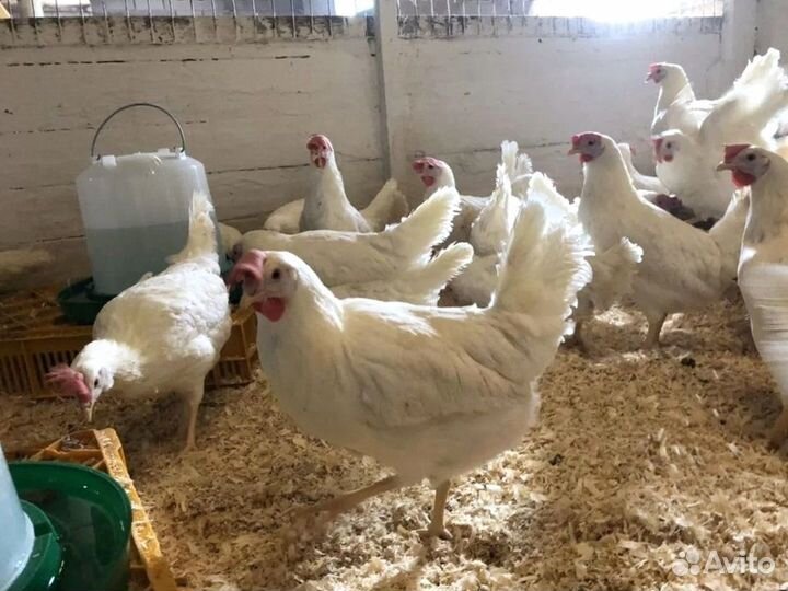 Куры несушки