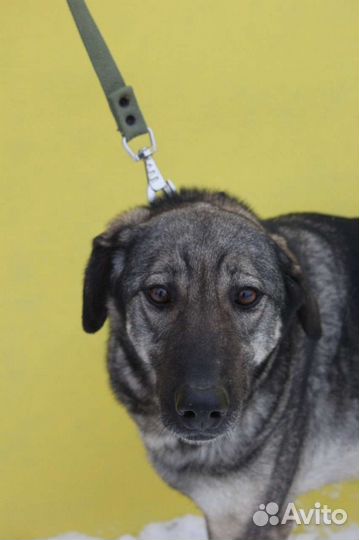 Мили очень ждёт своего хозяина