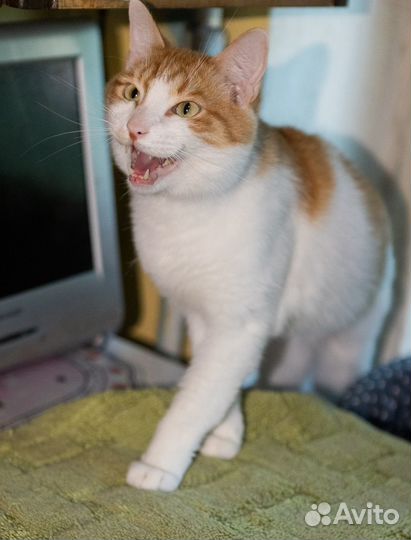 Грустный котик ищет дом