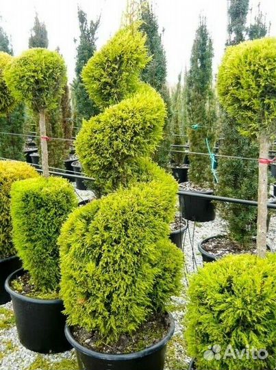 Кипарис лимонник Спираль