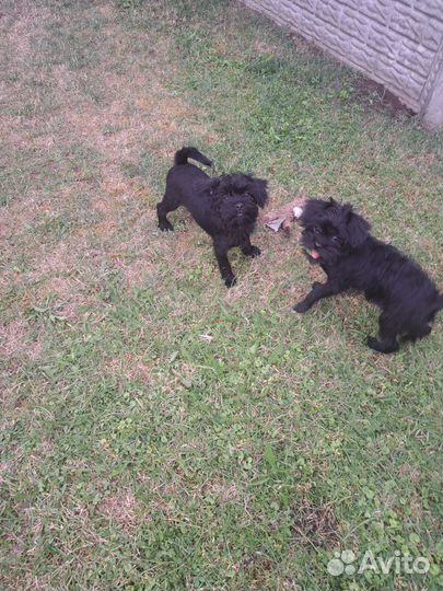 Щенки аффенпинчер