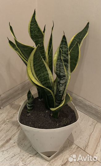 Сансевиерия