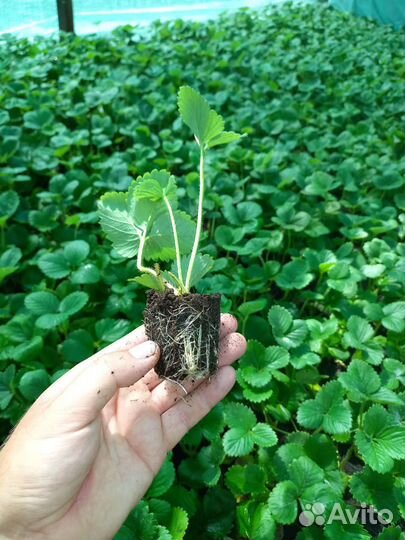 Кассетная рассада клубники сорта Альба