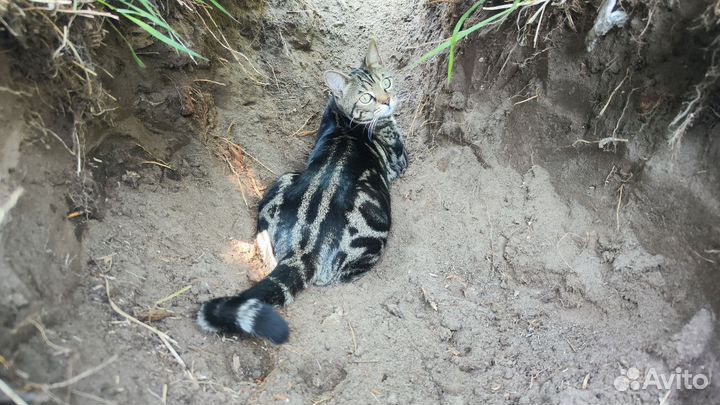 Бесплатно потерялась кошка