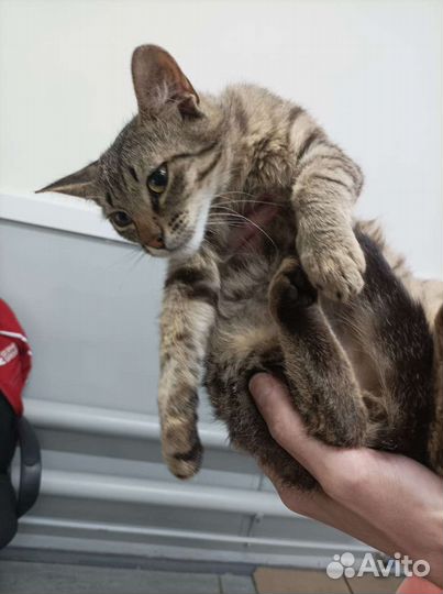 Кот с завода ищет дом