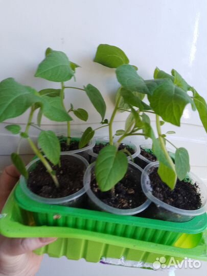 Физалис ананасовый