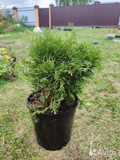 Туя шаровидная даника