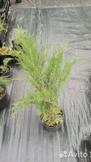 Можжевельники