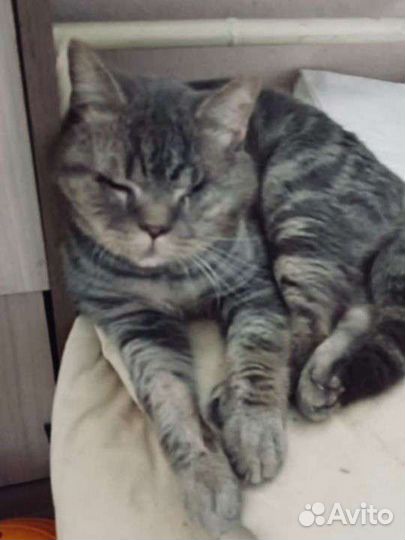 Слепой котик