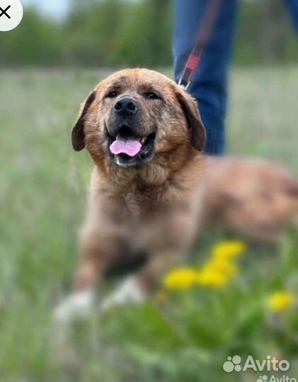 Рыжик в добрые руки