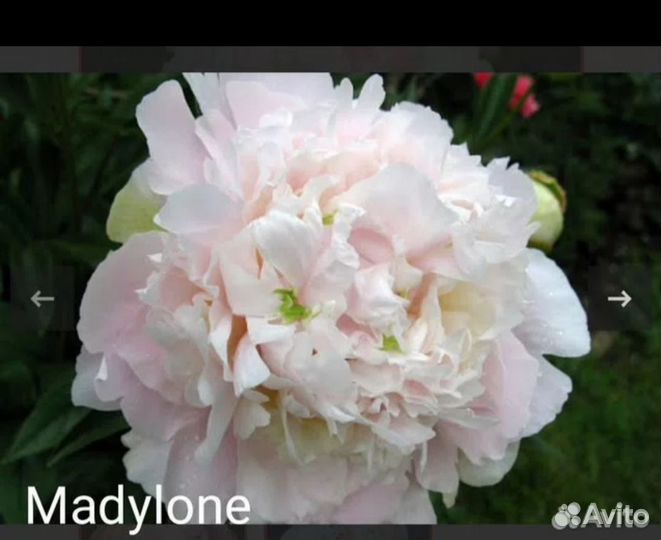 Пион Madylone.Маделоун