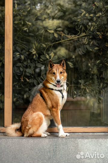 Собака лайка в добрые руки