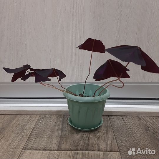 Мадам Баттерфляй, кислица, цветок 