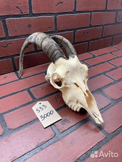 Череп козла