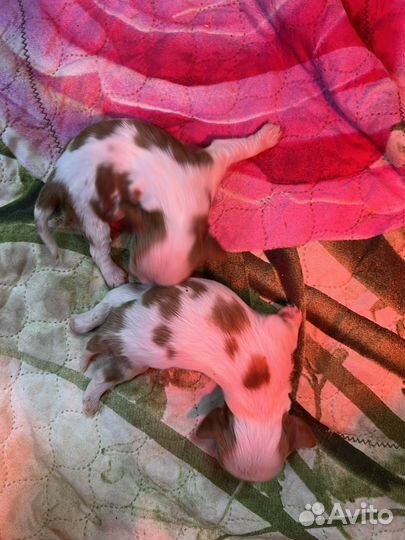 Кавалер кинг чарльз спаниель