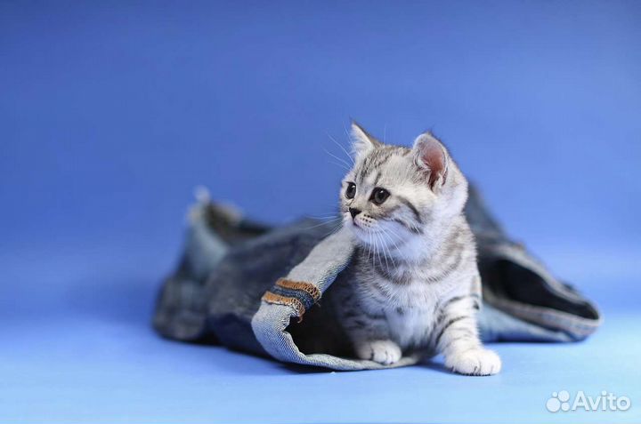 Британские котята котики и кошечки