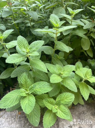 Эстрагон, листья хрена, мята