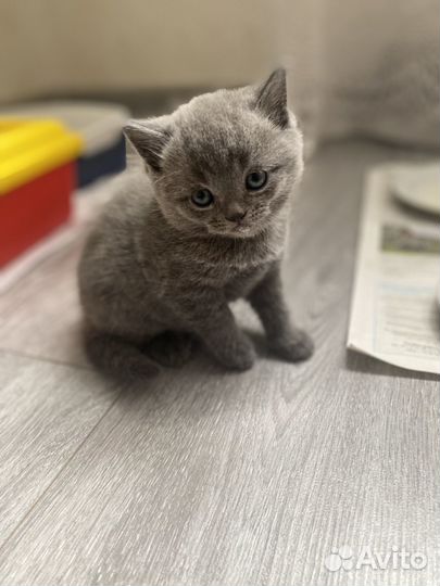 Британские котята