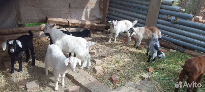 С.х козлята