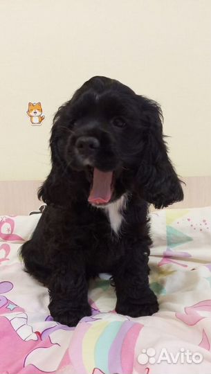 Щенок кокер спаниель