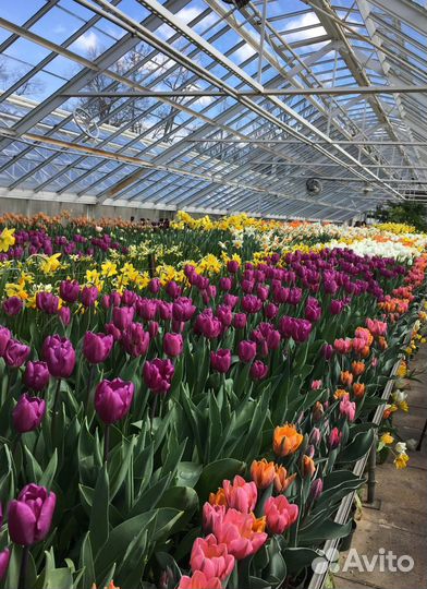 Тюльпаны срезка опт от производителя
