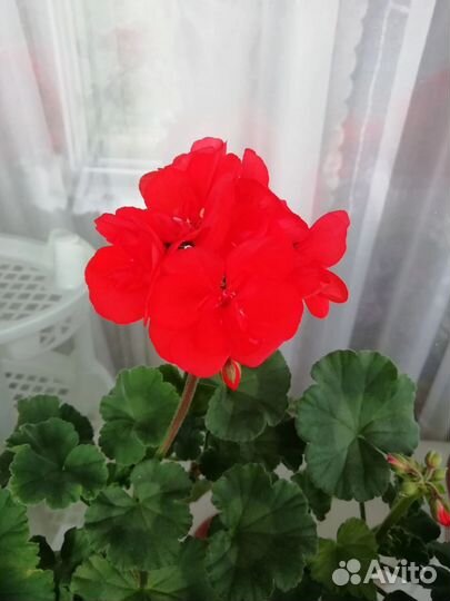 Герань пеларгония