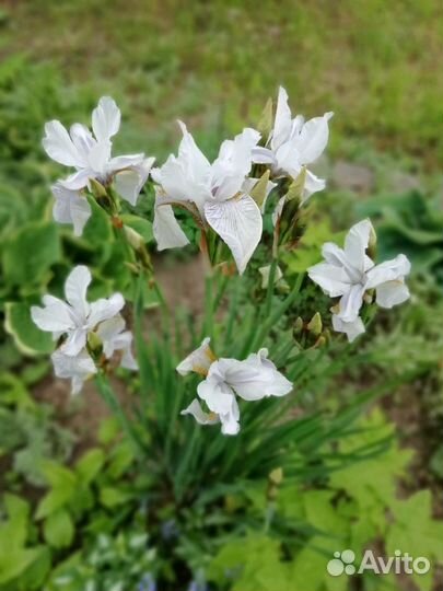 Ирисы бородатые, сибирские, карликовые