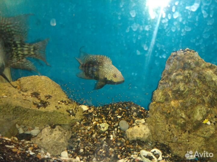 Бриллиантовые цихлиды, стерилизатор Jebo UV-H 11