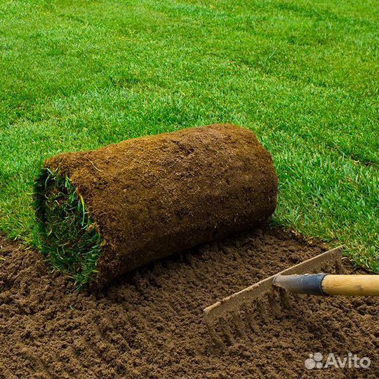 Рулонный газон. Укладка