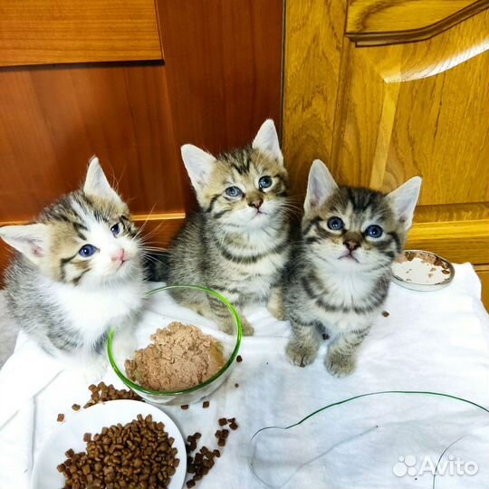 Кошка в дар