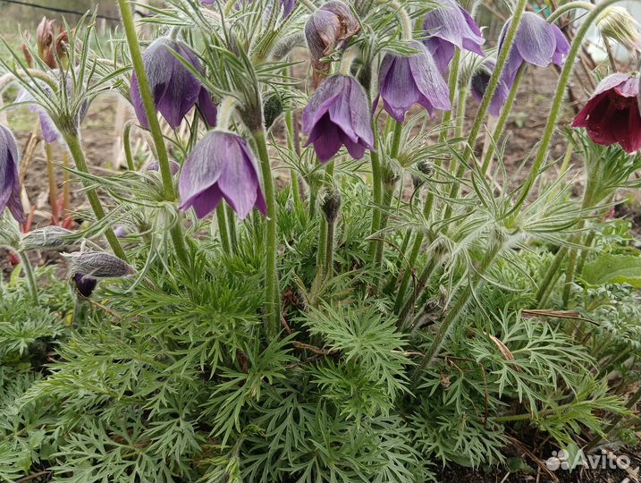 Клематис, прострел, молодило