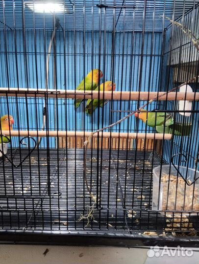 Попугай неразлучники