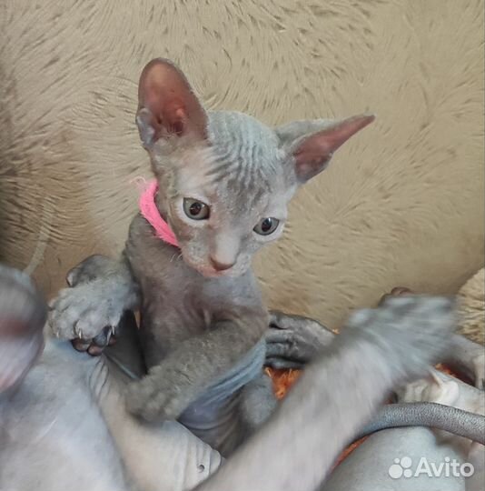 Донской сфинкс котята