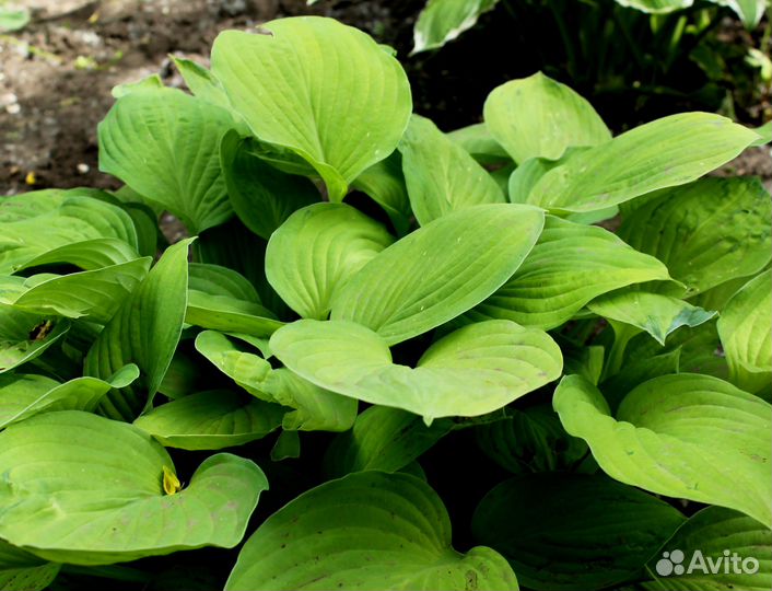 Хоста растение