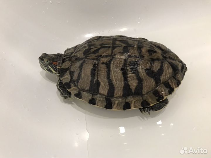 Красноухая черепаха