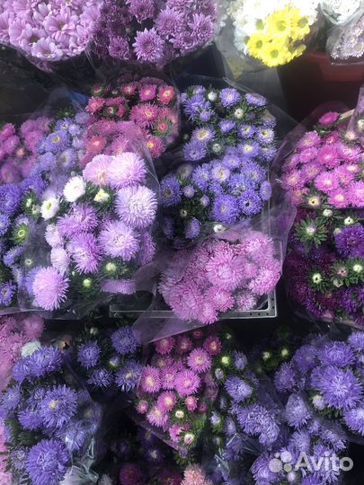 Астра оптом